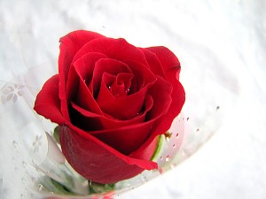 Single-Rose3