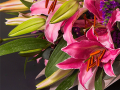 Pretty Woman Flowers
